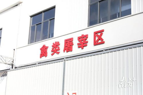 粵西最大批發(fā)屠宰市場在麻章開業(yè)，打造“批發(fā)+屠宰+物流”產(chǎn)業(yè)新標桿